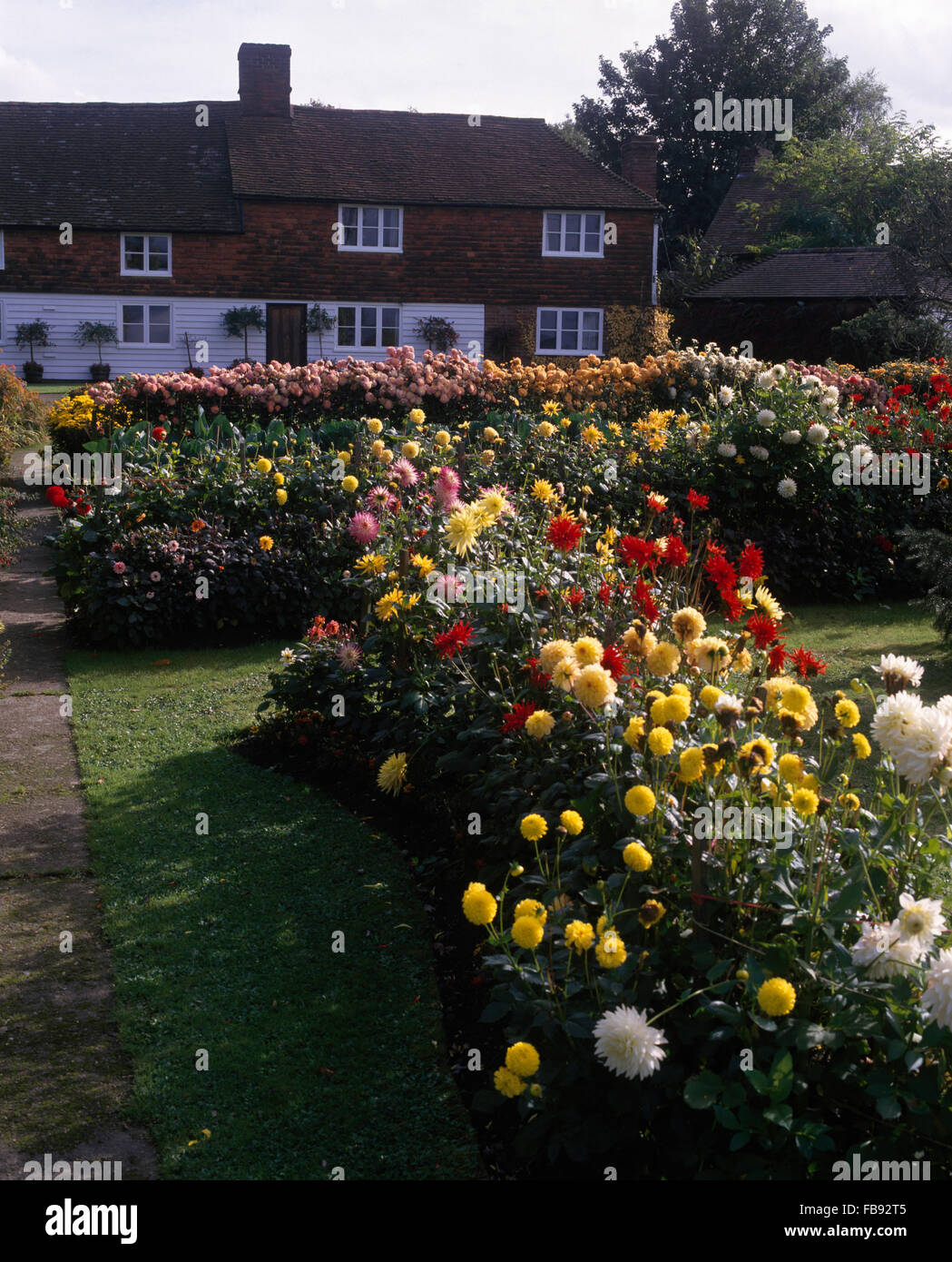 Gelbe und rote Dahlien wachsen in breiten Bordüre im Garten des Landhaus Stockfoto