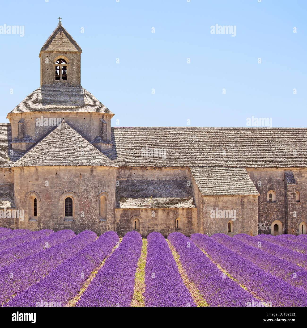 Abtei von Senanque und blühenden Zeilen Lavendel Blumen, Detail. Gordes, Luberon, Vaucluse, Provence, Frankreich, Europa. Stockfoto