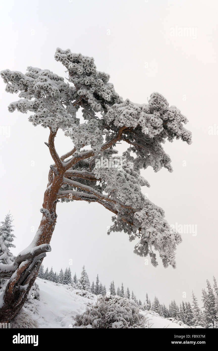 Tanne mit Schnee auf weißen Kopie Raum Hintergrund bedeckt Stockfoto