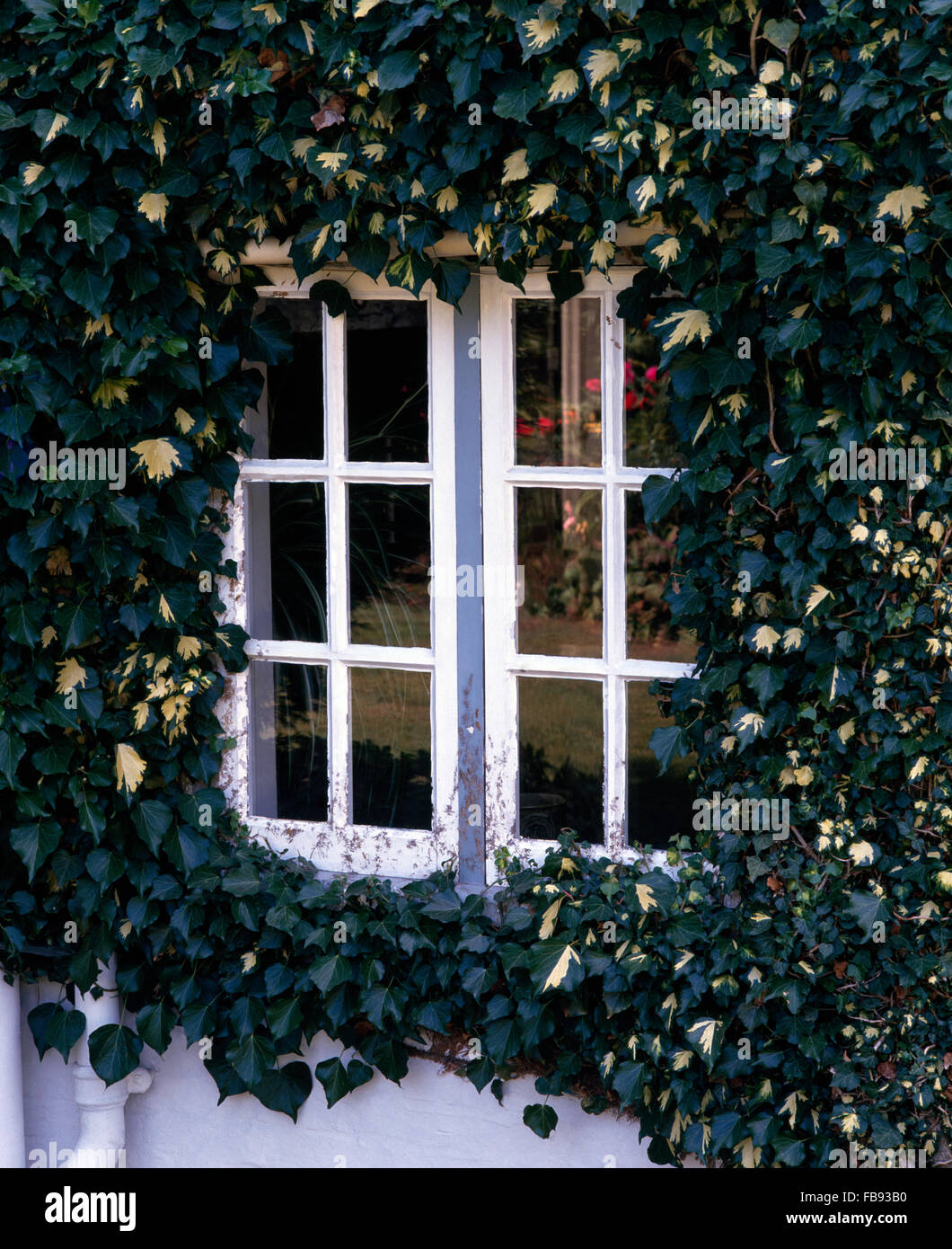 Nahaufnahme von einem bunten Efeu wächst um ein Casement-Fenster Stockfoto