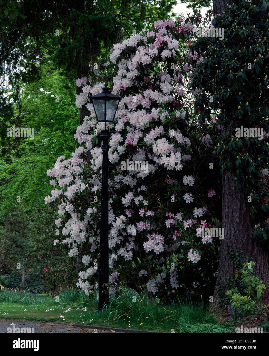Blass rosa Rhododendron neben einer viktorianischen Stil Lampe in einem Frühlingsgarten Stockfoto