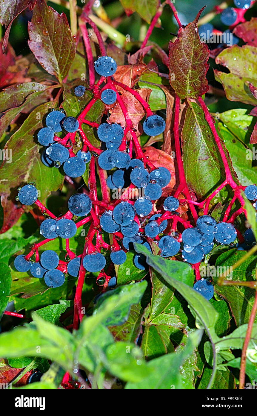 Schönes Bild von wildem Wein (Parthenocissus Quinquefolia) zeigt intensive Rotweine und blauen Beeren durch Regen verbessert. Stockfoto