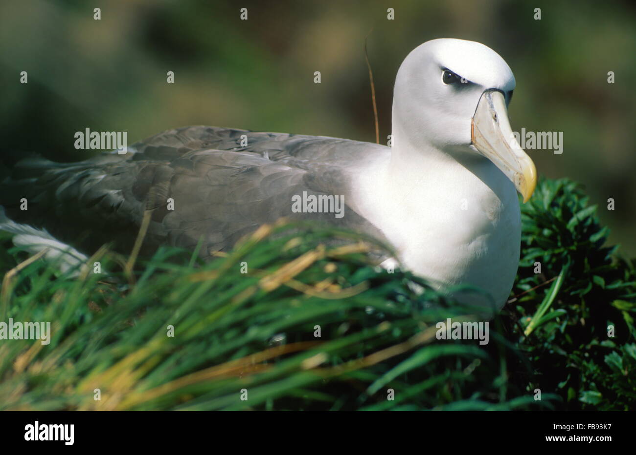 Schüchtern (Whitecapped) Albatros (Thalassarche Steadi) gefangen in einer majestätischen Pose auf Nest auf Auckland Island südlich von Neuseeland. Stockfoto
