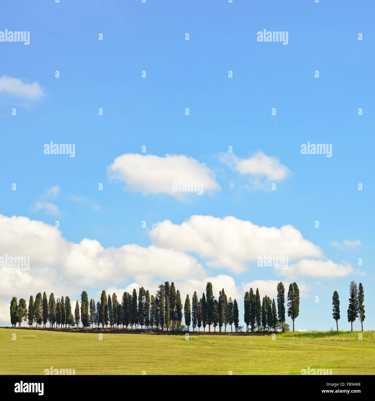Zypressen-Zeilen auf Hügel, ländlichen Landschaft in Chianti landen in der Nähe von Florenz. Toskana, Italien, Europa. Stockfoto