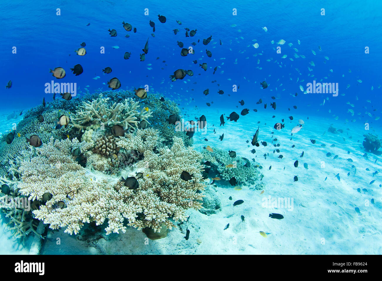 Korallenriff, Kerama Inseln, Japan Stockfoto