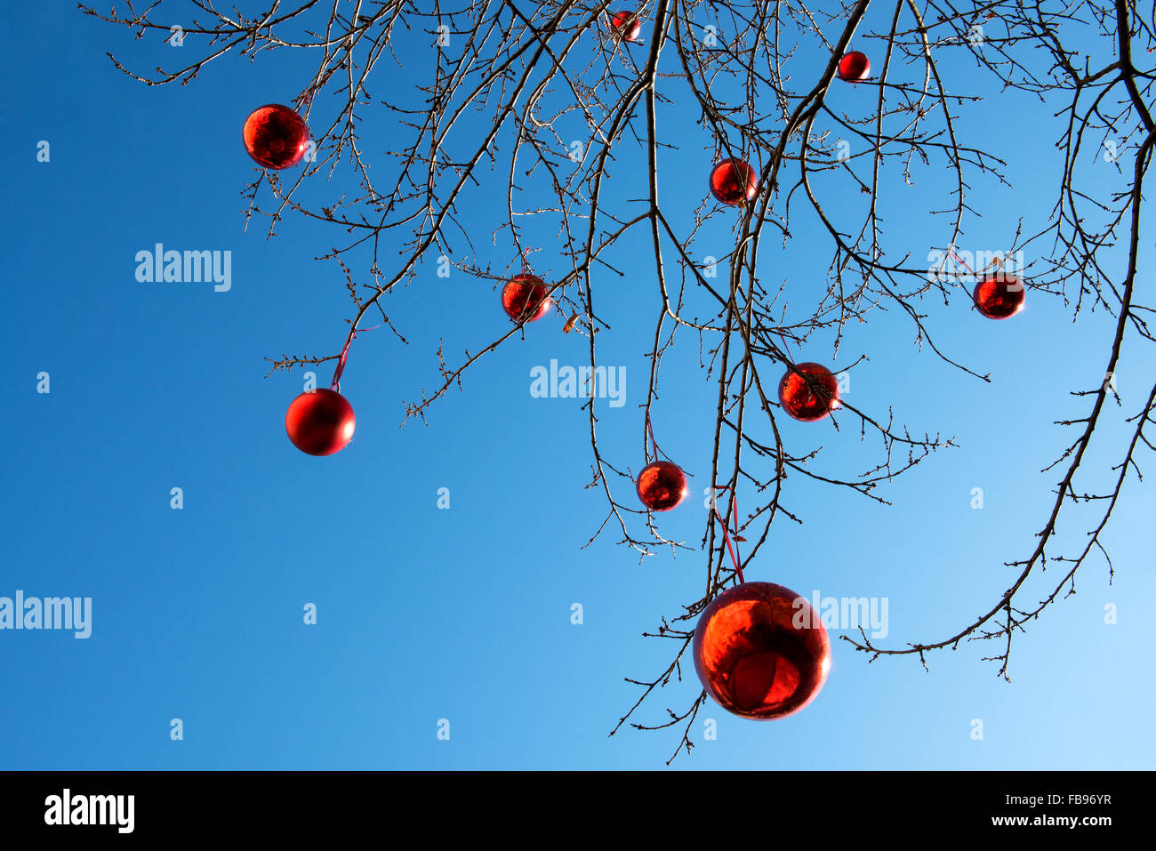 Rote Weihnachtskugeln hängen die kahlen Äste auf eine Outdoor-Baum Stockfotografie