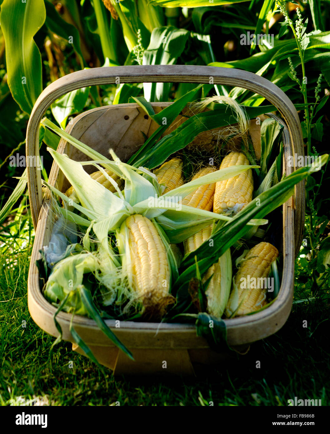 Zuckermais geerntet aus eine Zuteilung in einem traditionellen Sussex Trug gezeigt Stockfoto