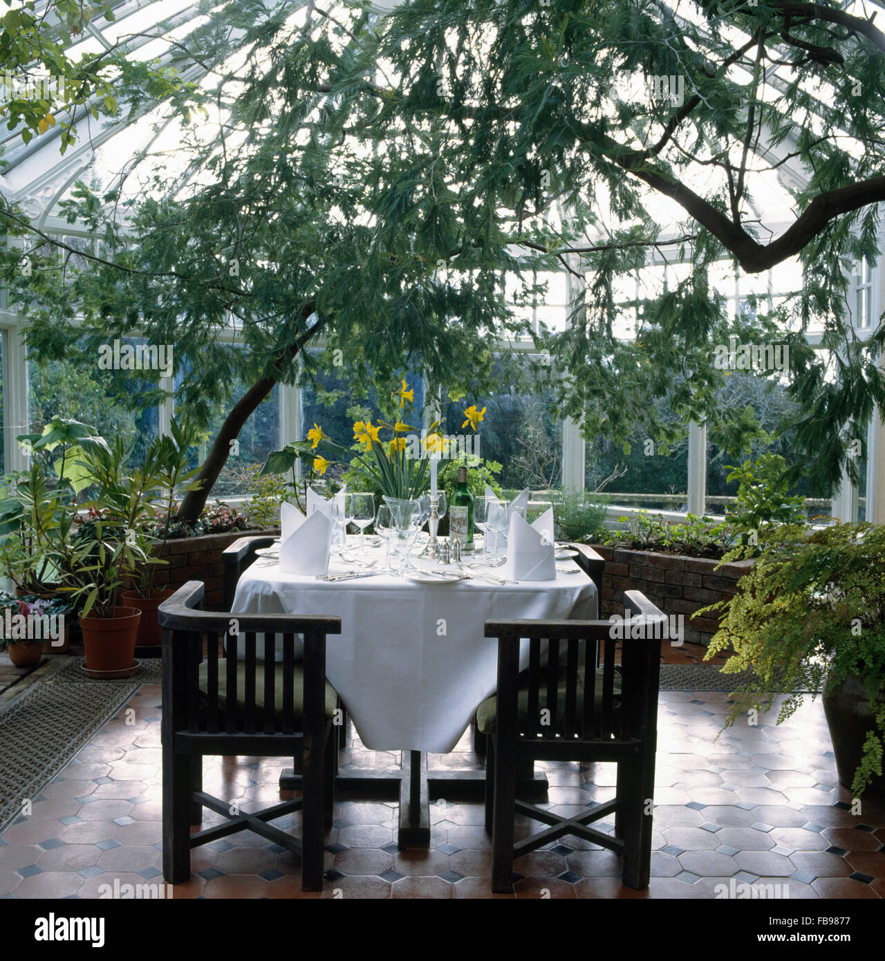 Ecke Stühle am Tisch für das Mittagessen mit einem knackigen weißen Tuch im Wintergarten mit hohen grünen Pflanzen Stockfoto