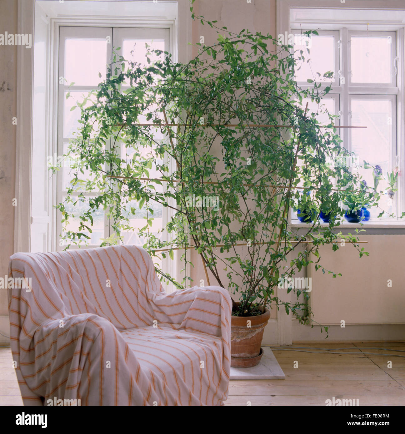 Gestreifte auf Sessel in dänischen Wohnung mit hohen grünen Pflanze in einen Topf vor dem Fenster zu werfen Stockfoto