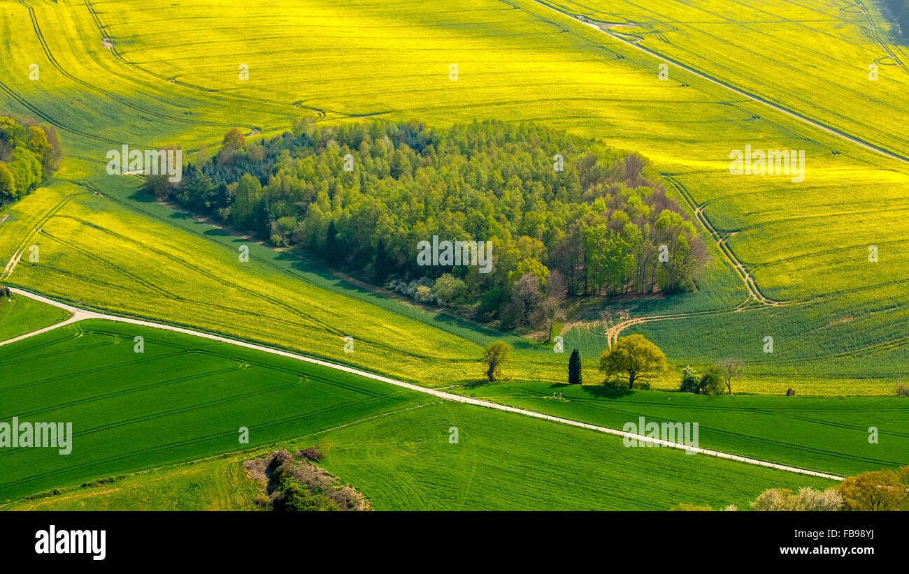 Luftbild, Landwirtschaft, Raps Felder südlich von Alt-Erkrath, Erkrath, Niederrhein, Nordrhein-Westfalen, Deutschland, Europa, Stockfoto