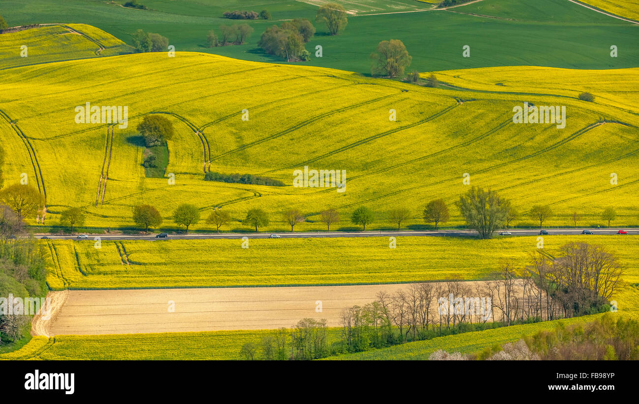 Luftbild, Landwirtschaft, Raps Felder südlich von Alt-Erkrath, Erkrath, Niederrhein, Nordrhein-Westfalen, Deutschland, Europa Stockfoto