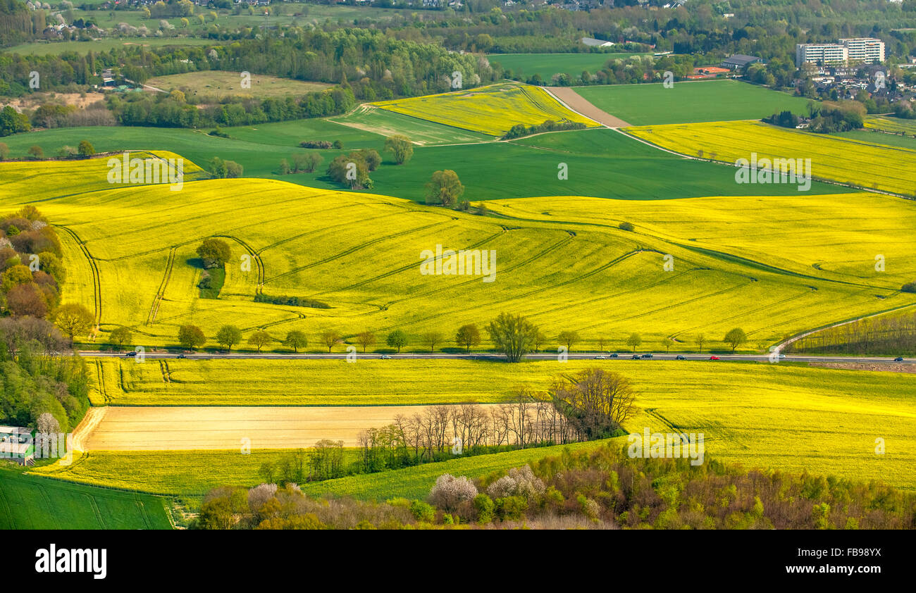 Luftbild, Landwirtschaft, Raps Felder südlich von Alt-Erkrath, Erkrath, Niederrhein, Nordrhein-Westfalen, Deutschland, Europa Stockfoto