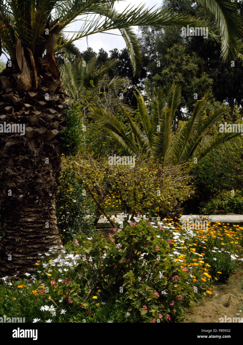 Weiße Margeriten und orange Ringelblumen unter einer großen Palme in einem marokkanischen Garten gepflanzt Stockfoto