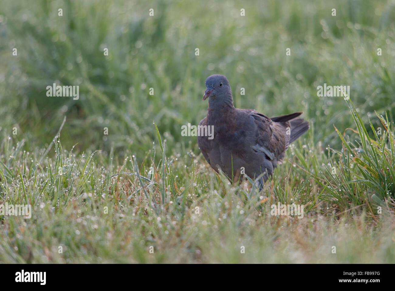 Junge Waldtaube / Ringeltaube ( Columba palumbus ) spaziert durch Tau nasses Gras, auf der Suche nach Nahrung, Wildtiere, Europa. Stockfoto