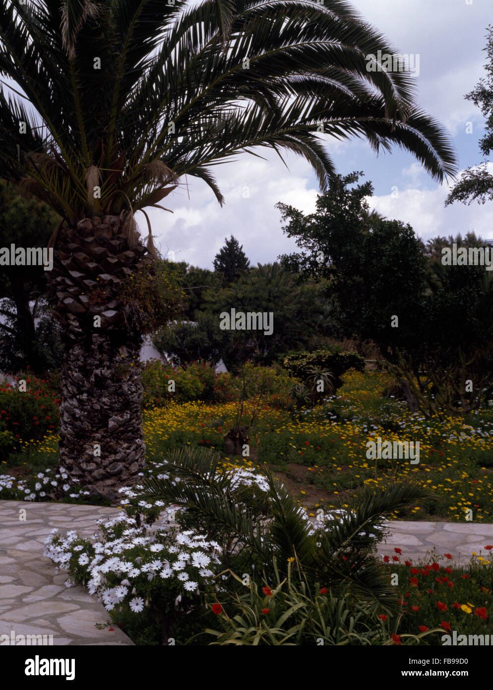 Weiss Osteospermum wachsen neben gepflasterten Weg in marokkanischen Garten mit gelben Ringelblumen Stockfoto