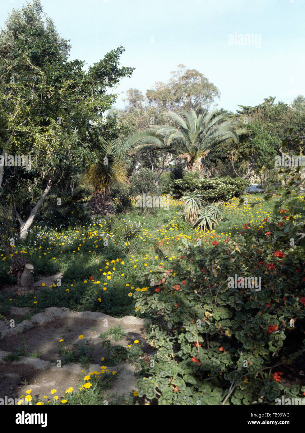 Hohen Geranie und gelben Ringelblumen in natürlichen marokkanischen Garten mit Palmen wachsen Stockfoto