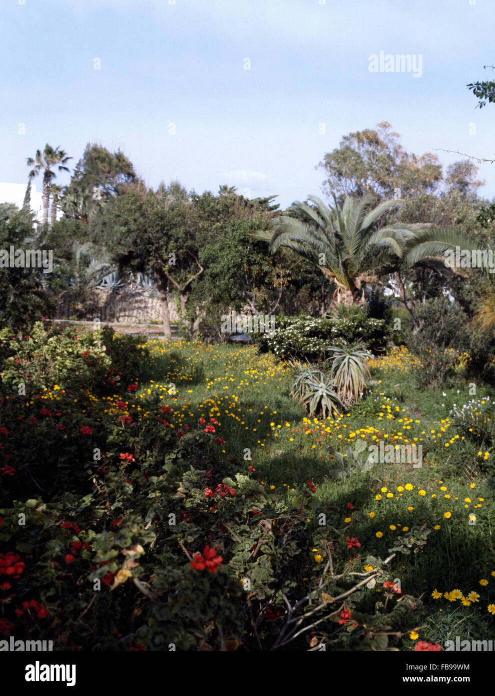 Hohen Geranie und gelben Ringelblumen in natürlichen marokkanischen Garten mit Palmen wachsen Stockfoto