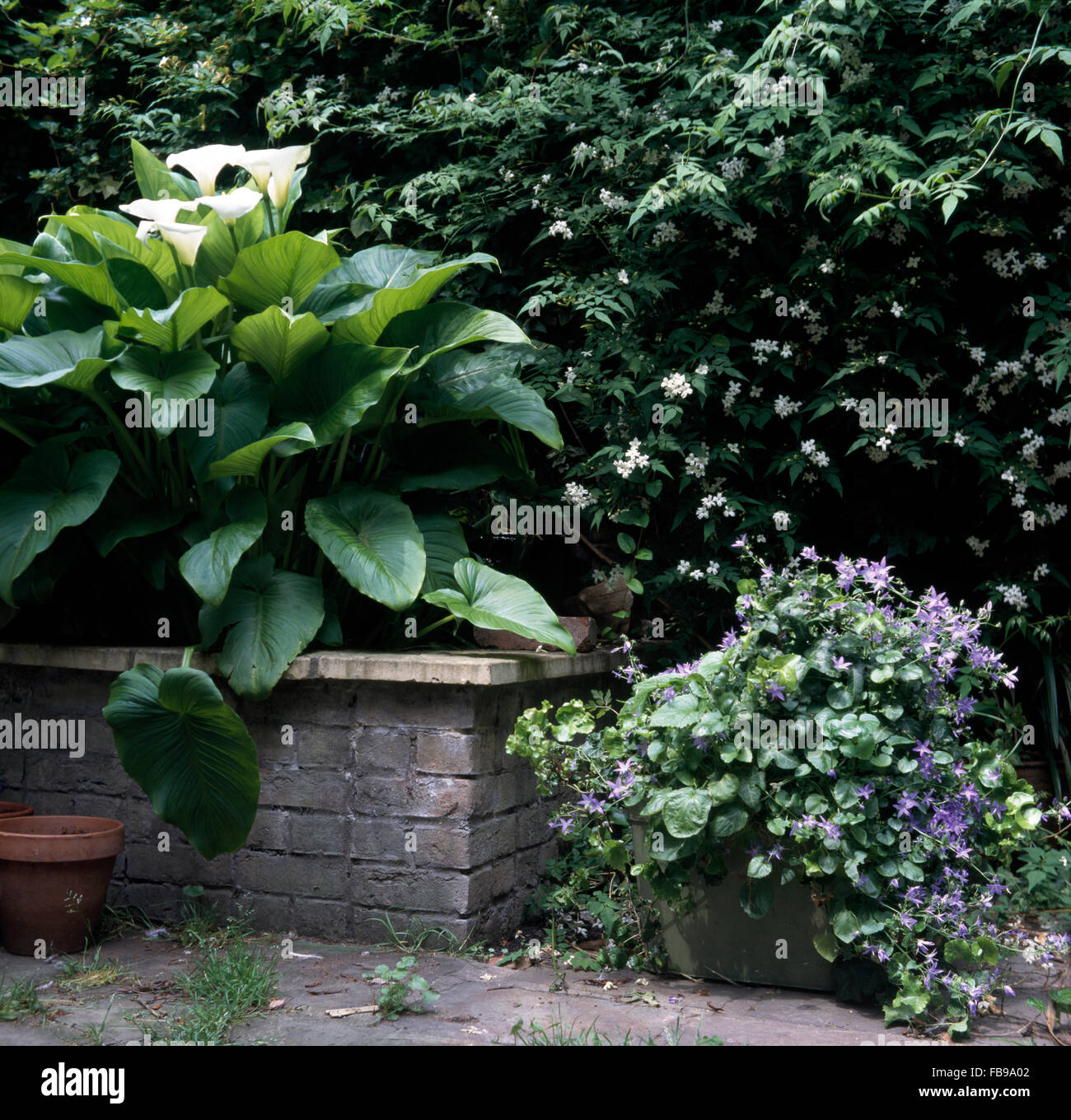 Weiße Zantedeschia in einem Backstein-Blumenkasten neben einem Topf blau Campanula in einem Reihenhaus-Garten mit weißem Jasmin Stockfoto