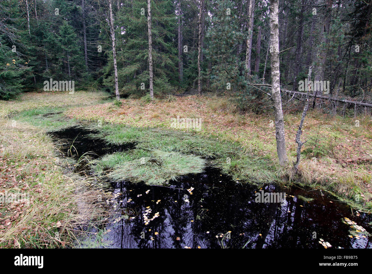 Wald in der Natur bewahren Kladska Torf Stockfoto