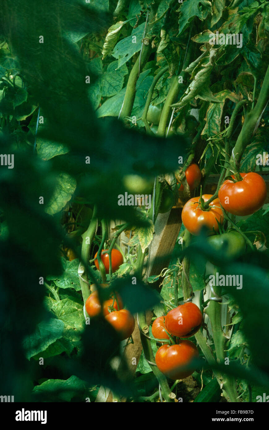 Nahaufnahme von roten Tomaten am Rebstock Stockfoto