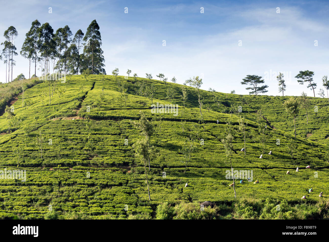 Tee, Kommissionierung, Teeplantage, Central Province, Bezirk Hatton, Nachbarschaft Adam es Peak Sri Lanka, Asien Stockfoto