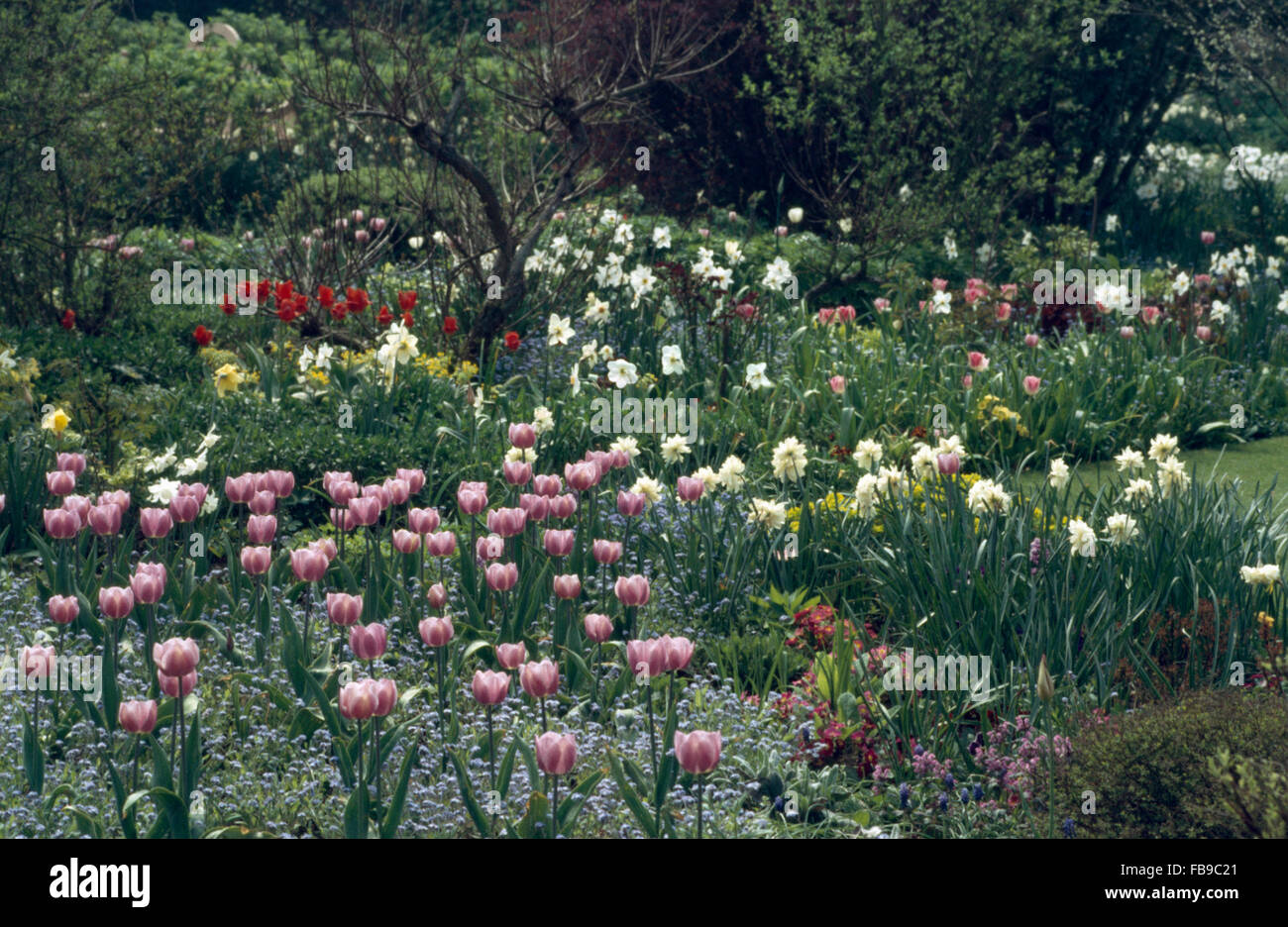Rosa Tulpen und cremige weiße Narzissen wachsen in einem Frühling Garten Grenze in einem großen Land-Garten Stockfoto