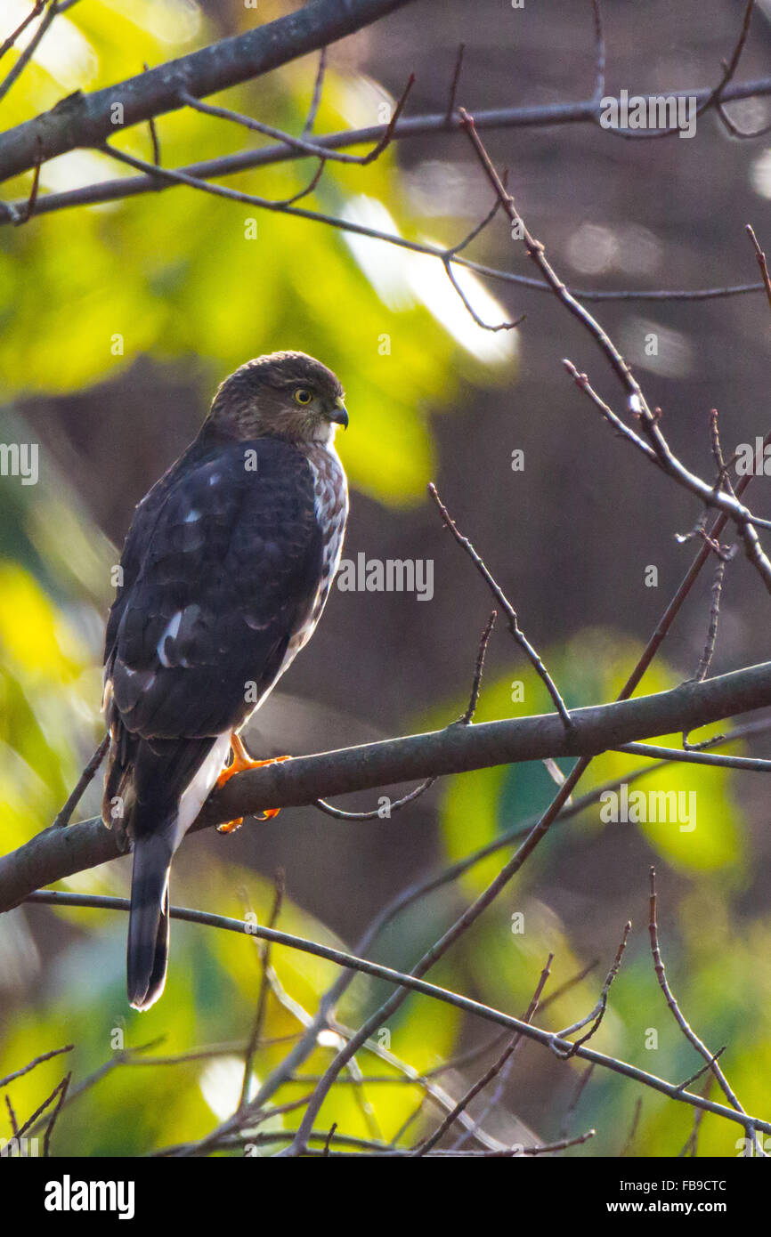 Weibliche Cooper's Hawk Stockfoto