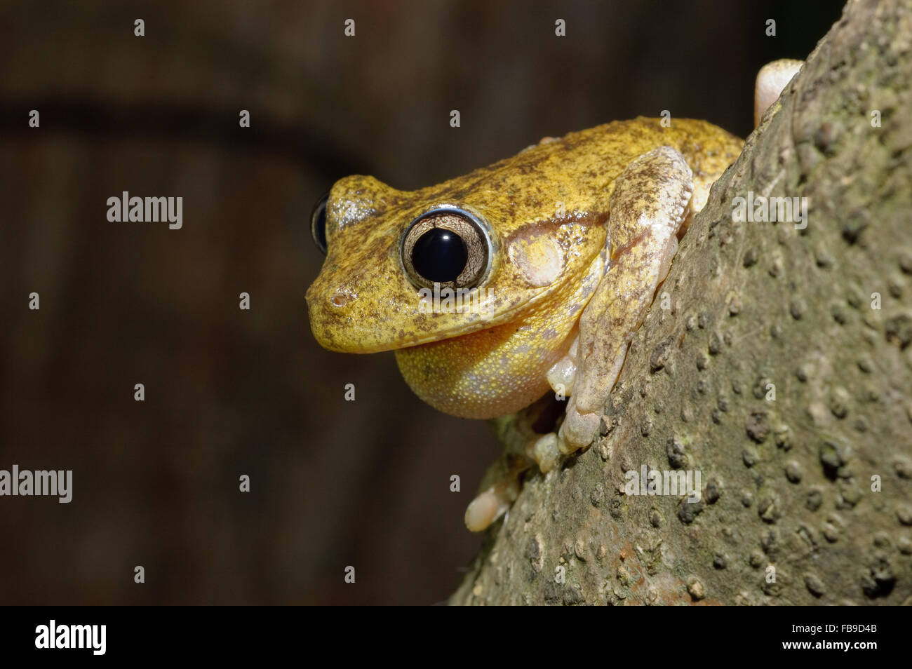 Rufen männliche Peron Laubfrosch, Litoria Peronii bei Glenbrook, New-South.Wales, Australien. Stockfoto