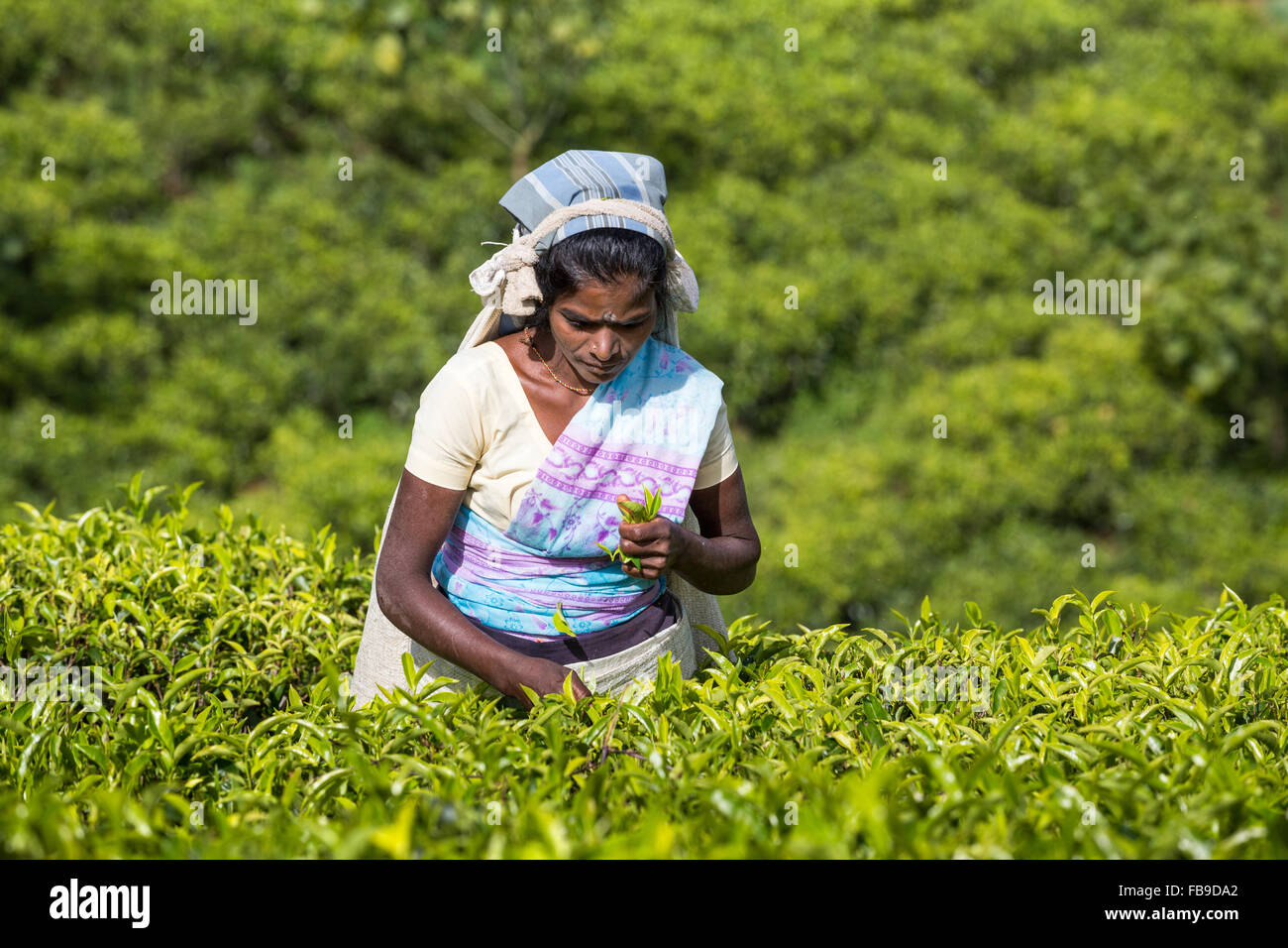 Tee, Kommissionierung, Teeplantage, Central Province, Bezirk Hatton, Nachbarschaft Adam es Peak Sri Lanka, Asien Stockfoto