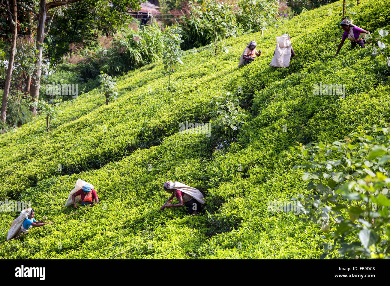 Tee, Kommissionierung, Teeplantage, Central Province, Bezirk Hatton, Nachbarschaft Adam es Peak Sri Lanka, Asien Stockfoto