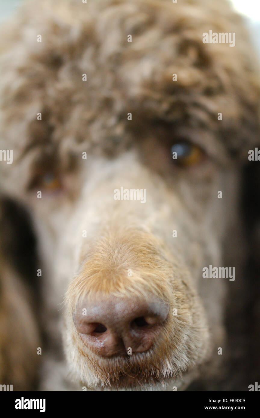 Charlie Brauner Pudel -Fotos Und -Bildmaterial In Hoher Auflsung Alamy