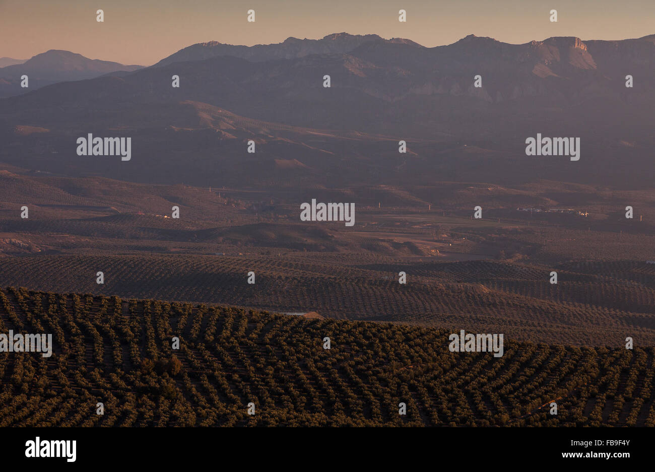 Olive Felder aus Mirador Paseo De La Muralla. Im Hintergrund Sierra Mágina.Baeza. Provinz Jaen. Andalusien. Spanien Stockfoto