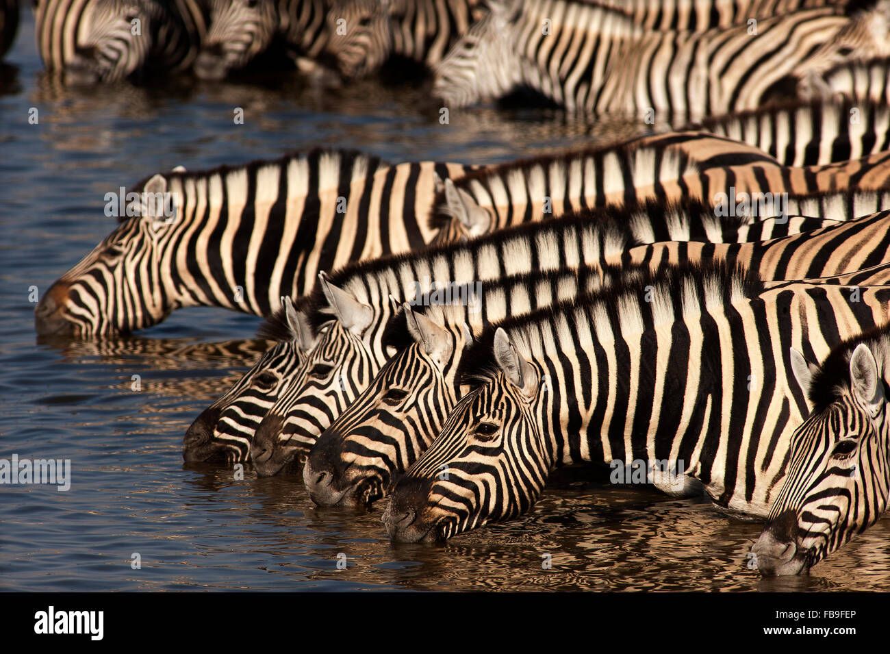 Zebras (Equus quagga) am Okaukuejo Waterhole, Etosha National Park, Namibia Stockfoto