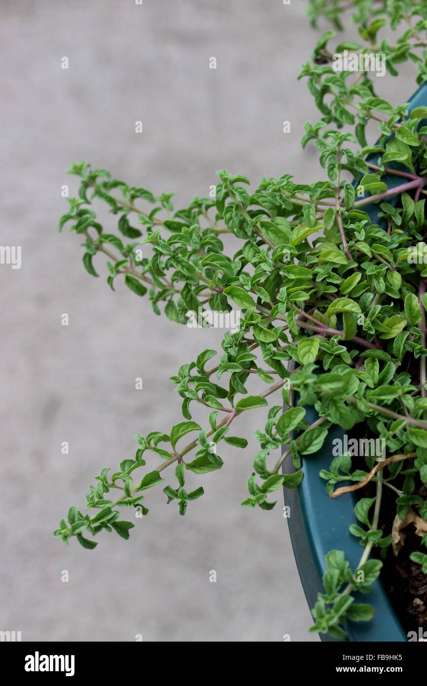 Nahaufnahme von Mentha Pulegium oder bekannt als Pennyroyal Stockfoto