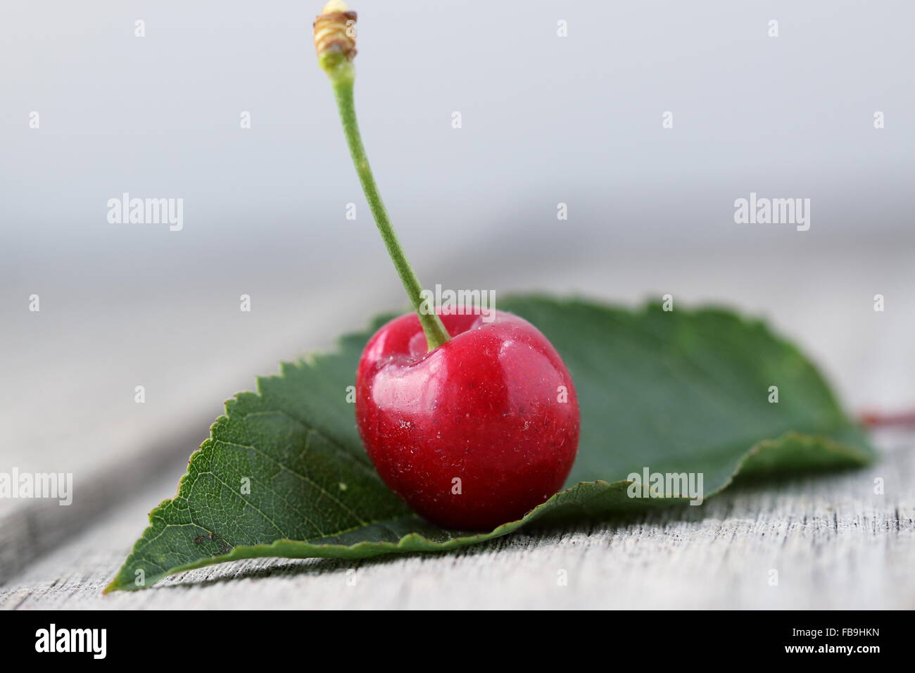 Nahaufnahme von Prunus Avium, Kirsche oder bekannt als Lapin Kirsche auf Holzbrett Stockfoto