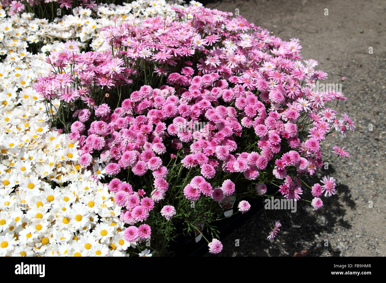 Argyranthemum Frutescens oder bekannt als Marguerite Daisy Stockfoto