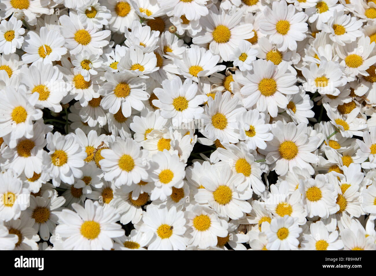 Argyranthemum Frutescens oder bekannt als Marguerite Daisy Stockfoto