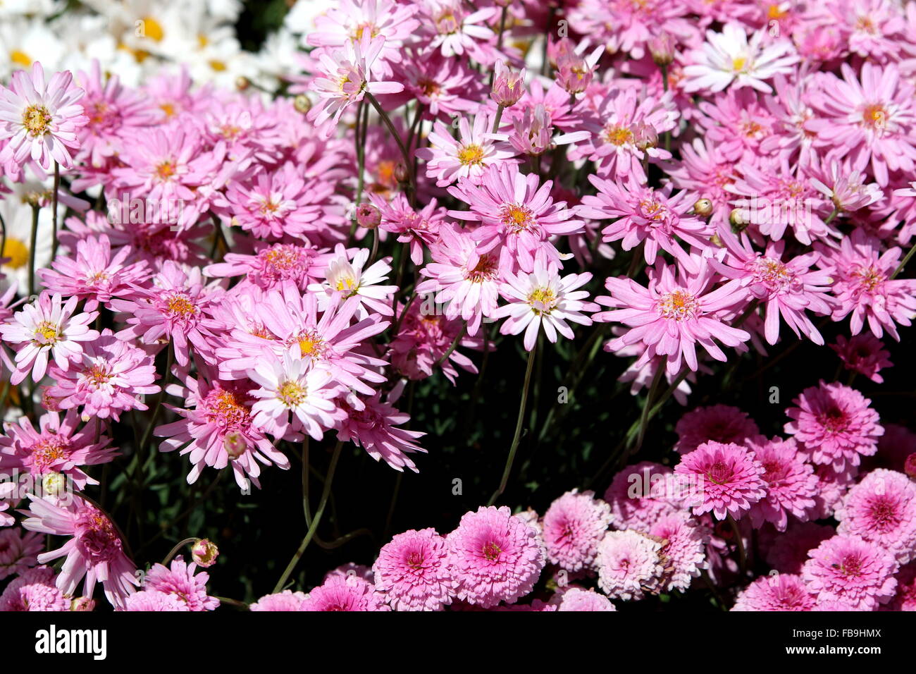 Argyranthemum Frutescens oder bekannt als Marguerite Daisy Stockfoto