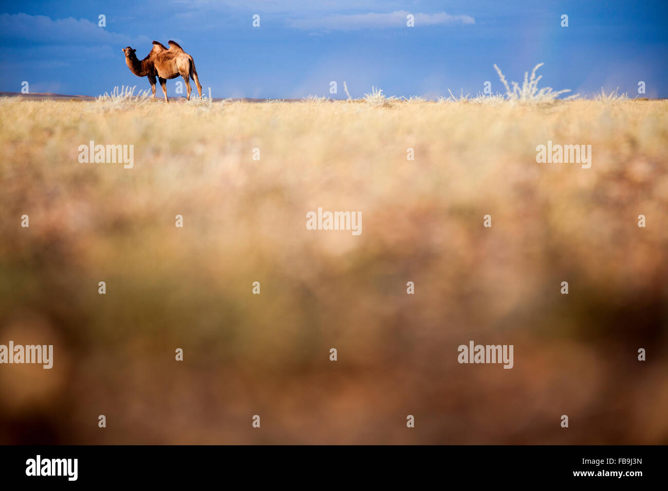 Ein baktrischen Kamel in der Gobi-Wüste, Mongolei. Stockfoto