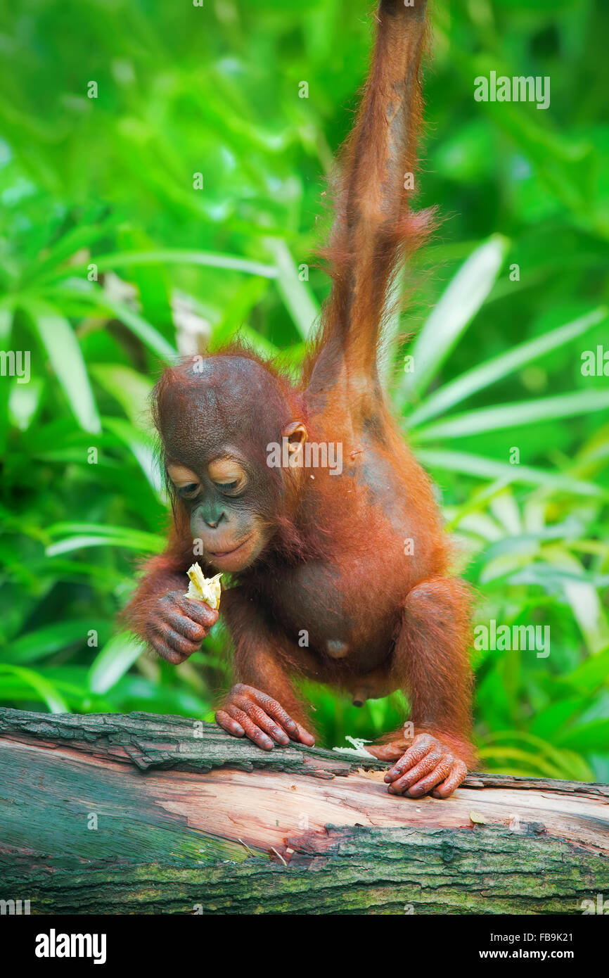 Wilde Borneo Orang-Utan Stockfoto