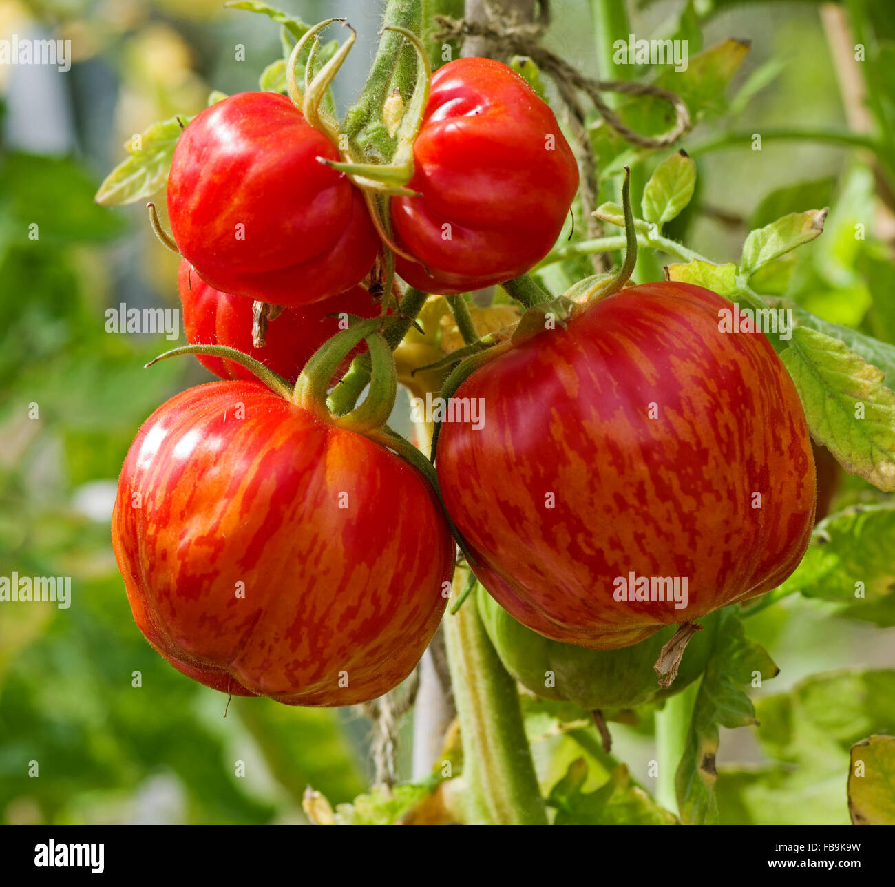 Nahaufnahme der Dachstuhl des "Striped Stuffer" Tomaten Reifen an den Rebstöcken im hellen Sonnenschein. Stockfoto