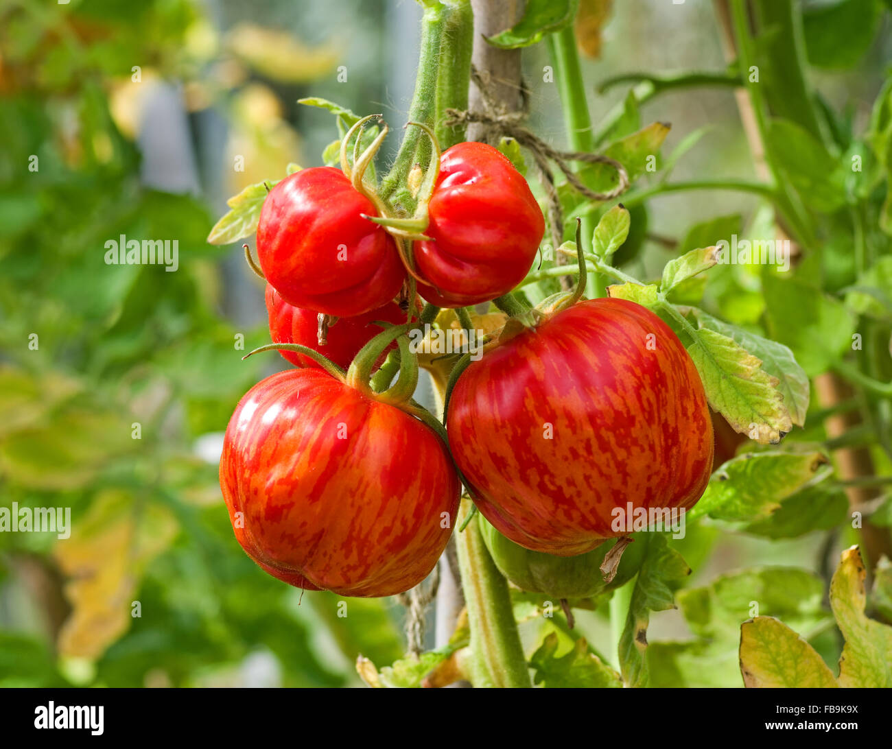 Truss "Striped Stuffer" Tomaten Reifen an den Rebstöcken im hellen Sonnenschein. Stockfoto