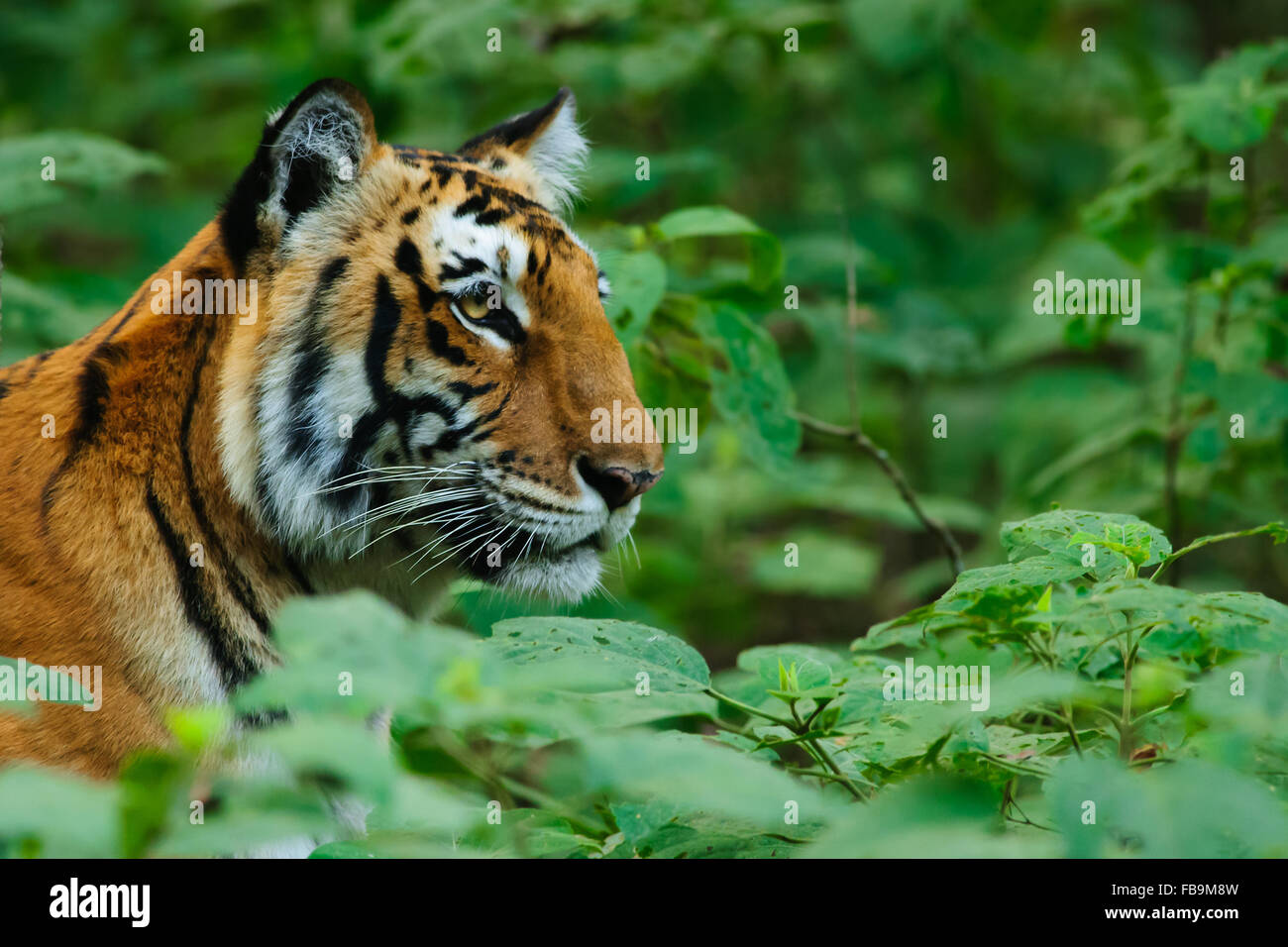 Royal Bengal Tiger Stockfoto