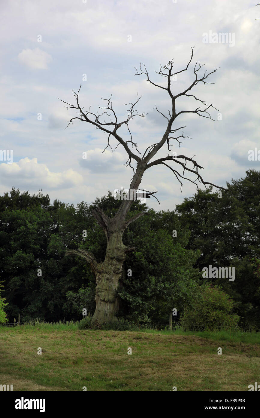 Es ist ein Foto einer ein toter Baum, der völlig trocken ist. Stockfoto