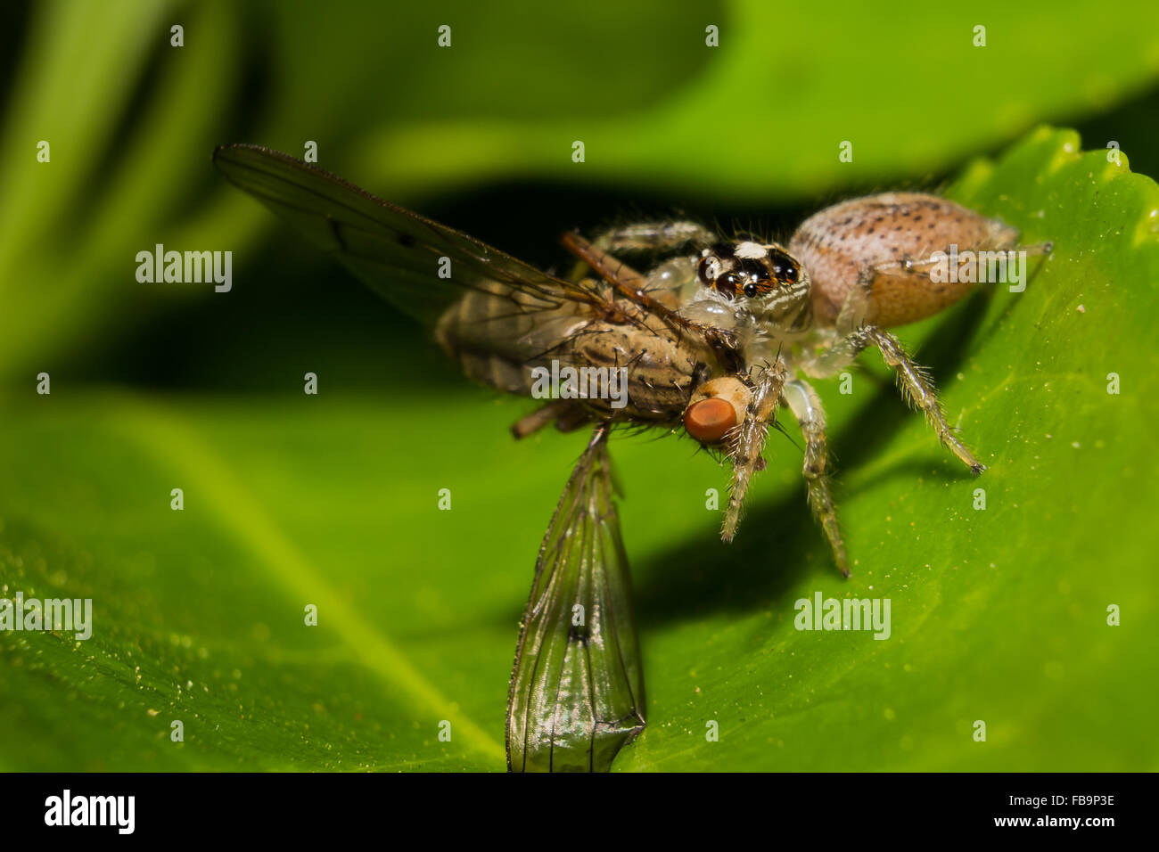 Spinne-Jagd Stockfoto