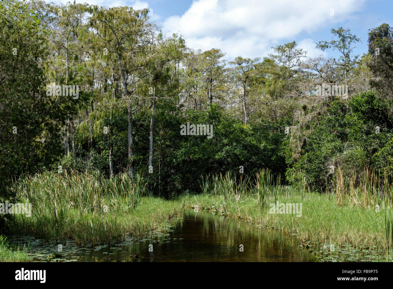 Miami Florida, Everglades, Big Cypress National Preserve, Natur, natürliche Landschaft, Zypressen, Besucher reisen Reise touristischer Tourismus Wahrzeichen la Stockfoto