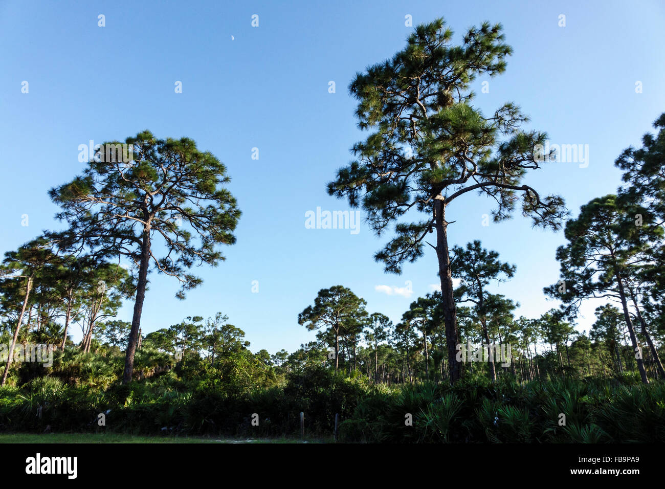 Florida Estero, Koreshan State historische Stätte, Park, Natur, Naturlandschaft, Pinien, Besucher reisen Reise touristischer Tourismus Wahrzeichen c Stockfoto