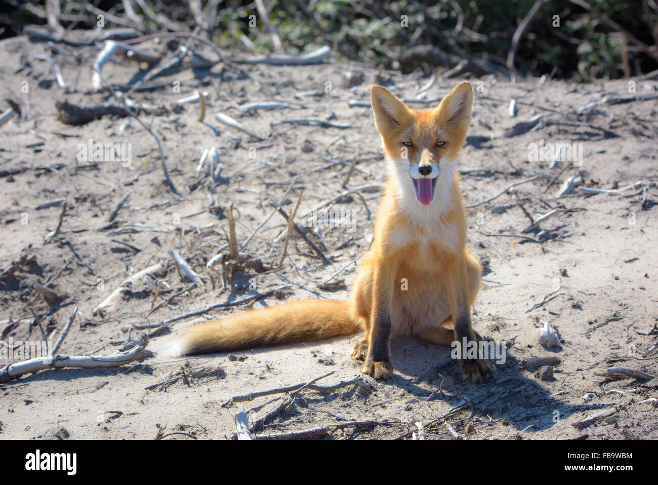Fuchs. Natur und Tierwelt des Nordteils der Insel Sachalin, Russland. Landschaften, Seestücke, Tiere. Sand spucken Piltun. Stockfoto