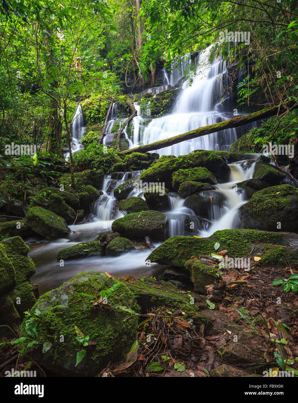 tropischer Wasserfall im tiefen Wald Stockfoto