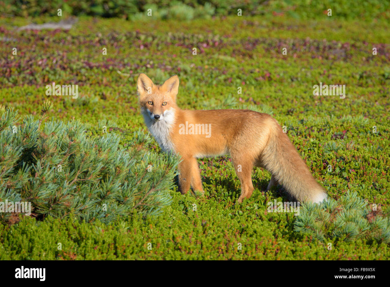Fuchs. Natur und Tierwelt des Nordteils der Insel Sachalin, Russland. Landschaften, Seestücke, Tiere. Sand spucken Piltun. Stockfoto